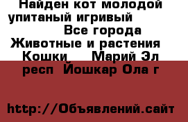 Найден кот,молодой упитаный игривый 12.03.2017 - Все города Животные и растения » Кошки   . Марий Эл респ.,Йошкар-Ола г.